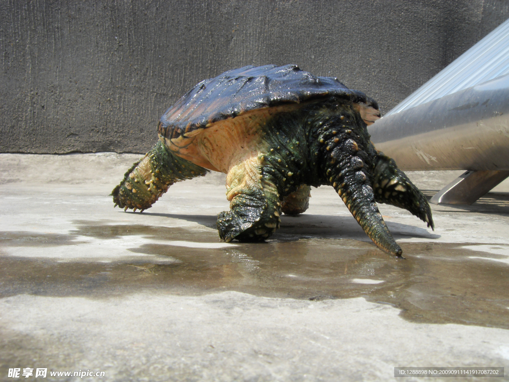 小鳄龟 水龟 爬行动物