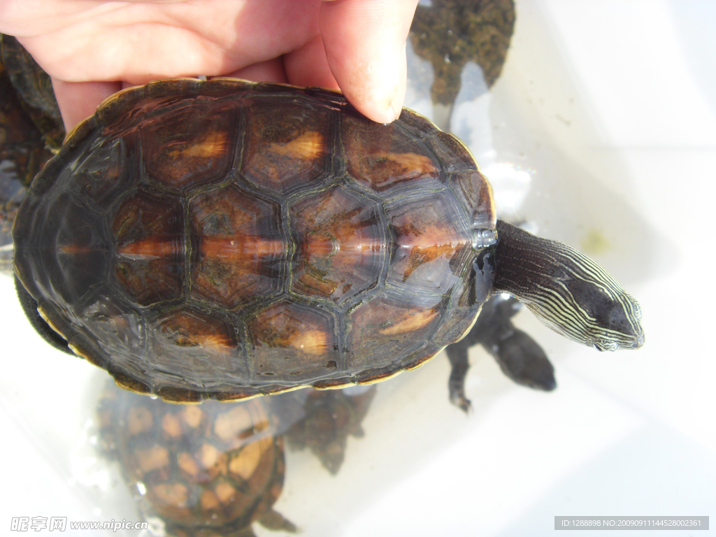 珍珠龟 花龟 水龟