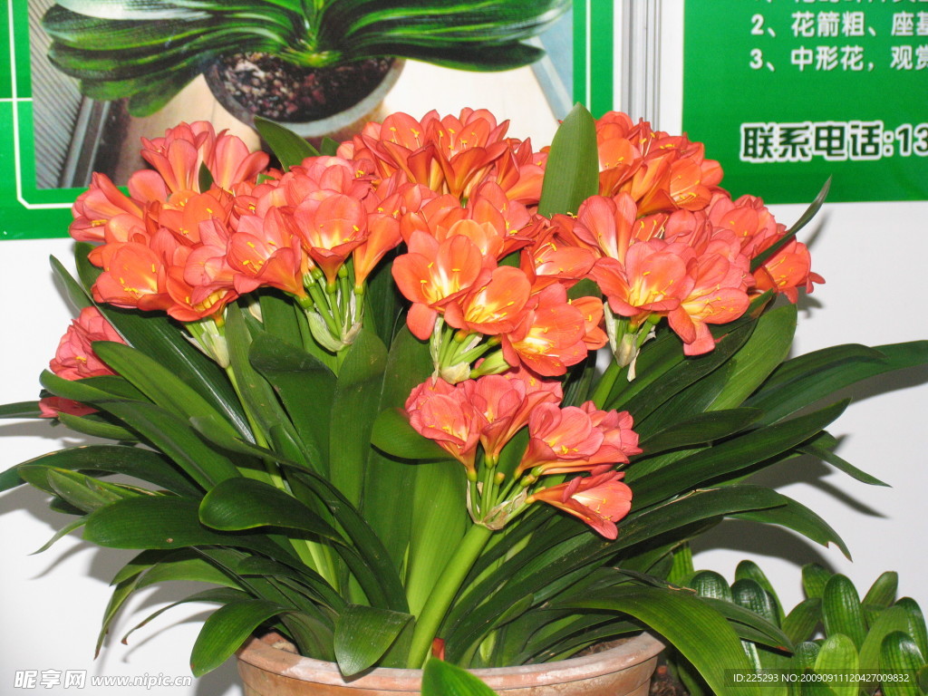 君子兰