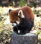 小熊猫