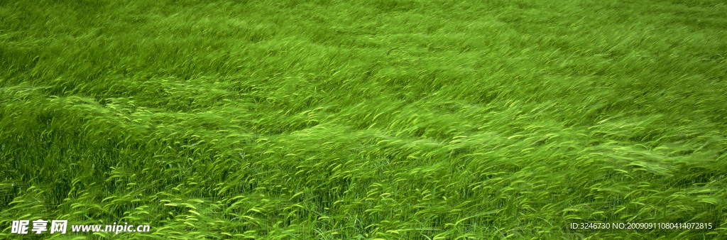 风吹草低