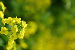 怒放的油菜花