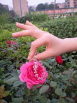 玉手拎花