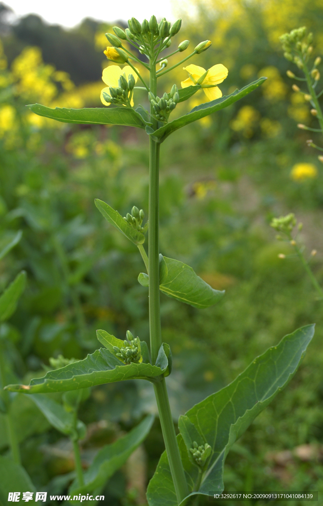 油菜花