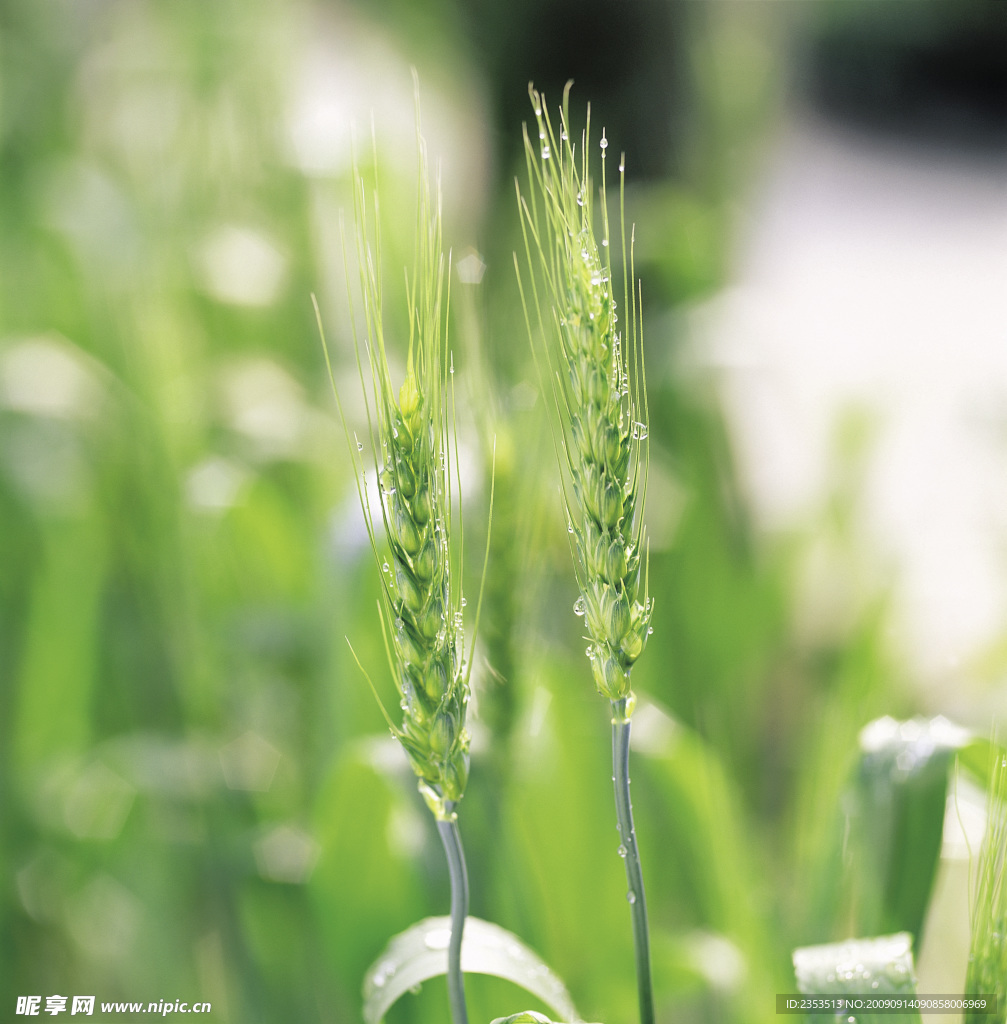 小麦