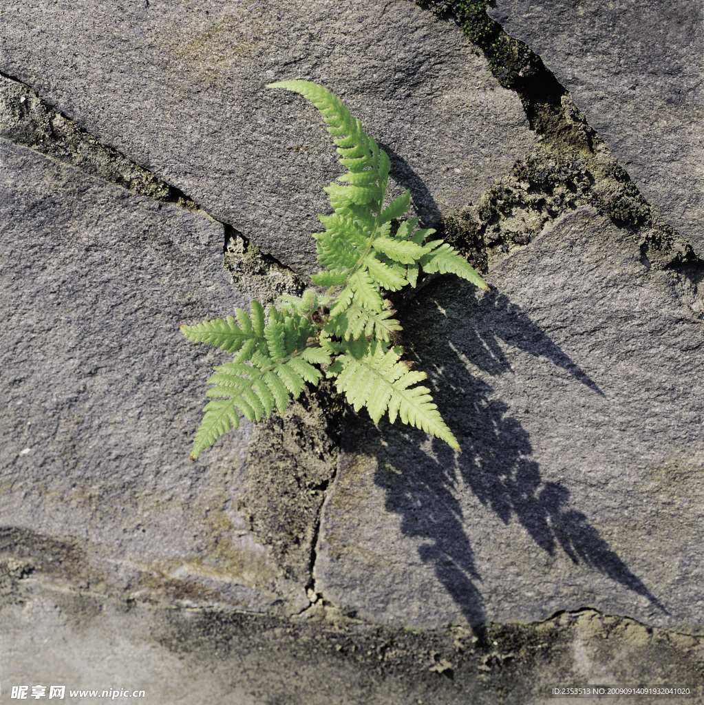 生命力量