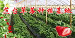 范台草莓种植基地