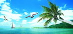 湛蓝海天椰树