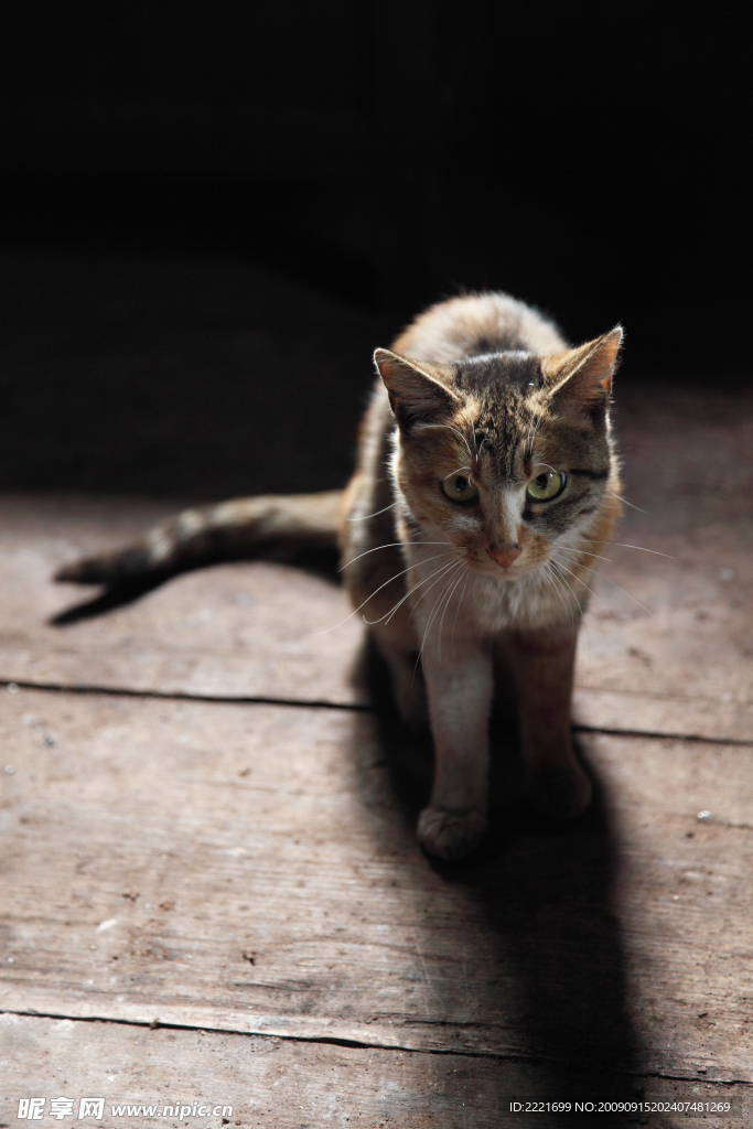 走路的家猫