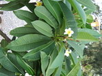 北海花卉