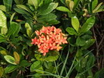 北海花卉
