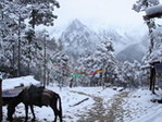 雪山牧马