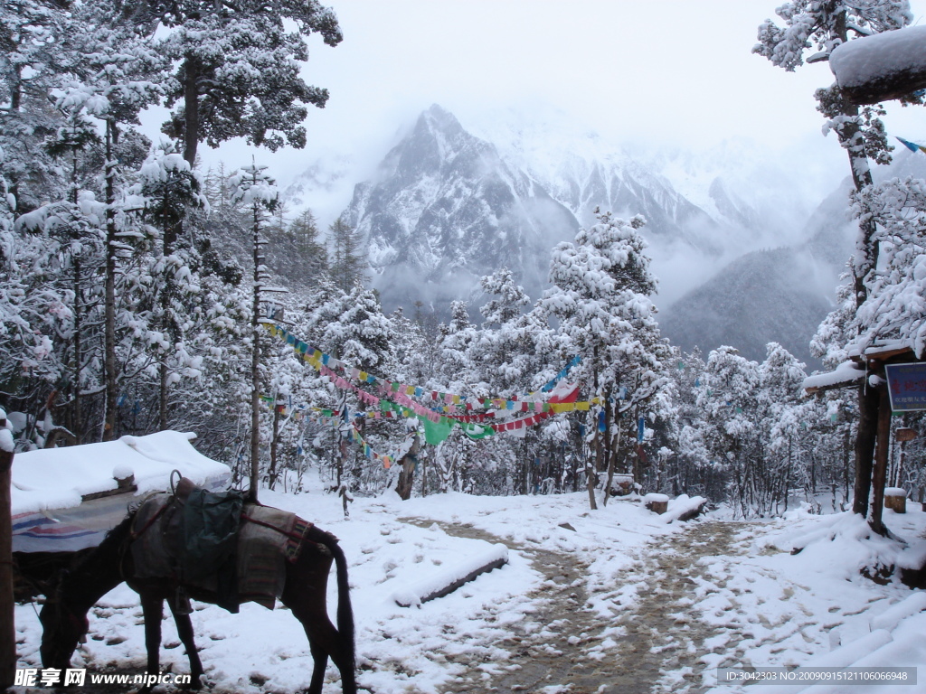 雪山牧马