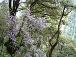 高山植物