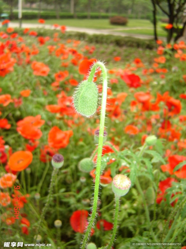 那些花儿