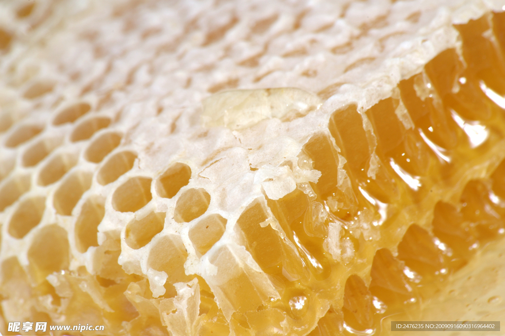 蜂巢高清图片
