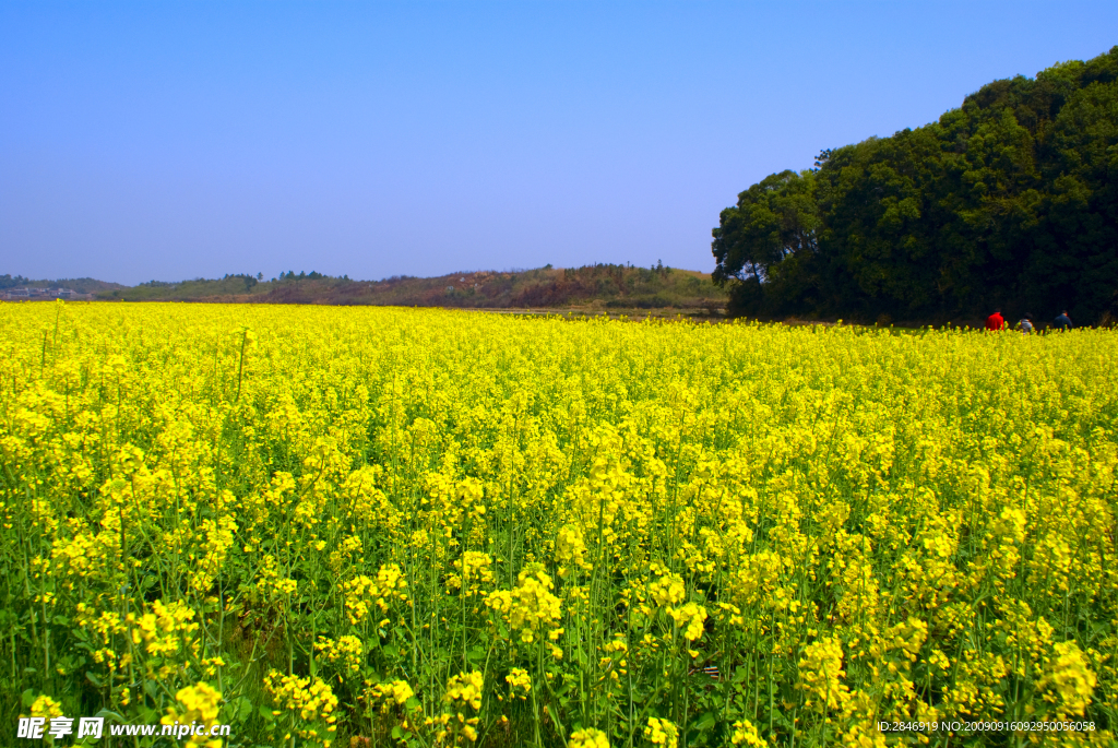 油菜花