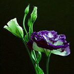 紫兰花