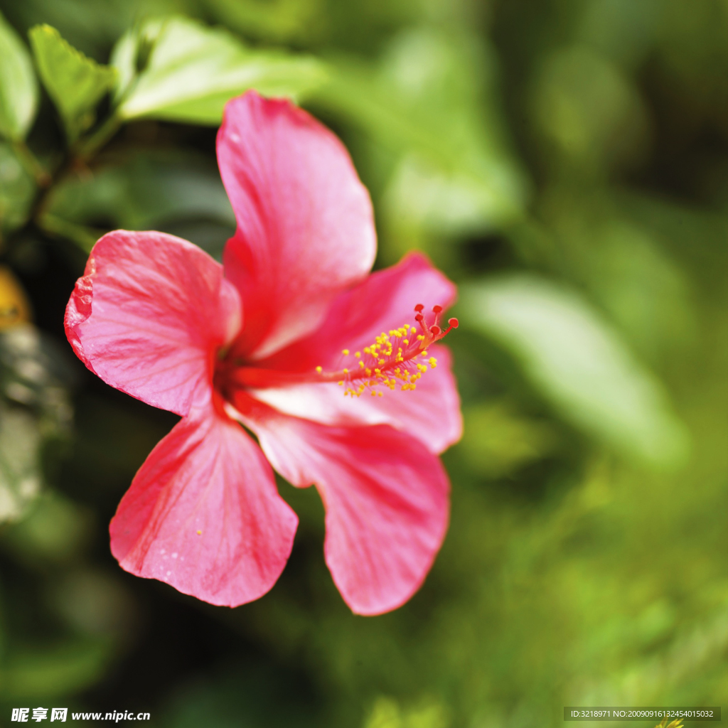 扶桑花