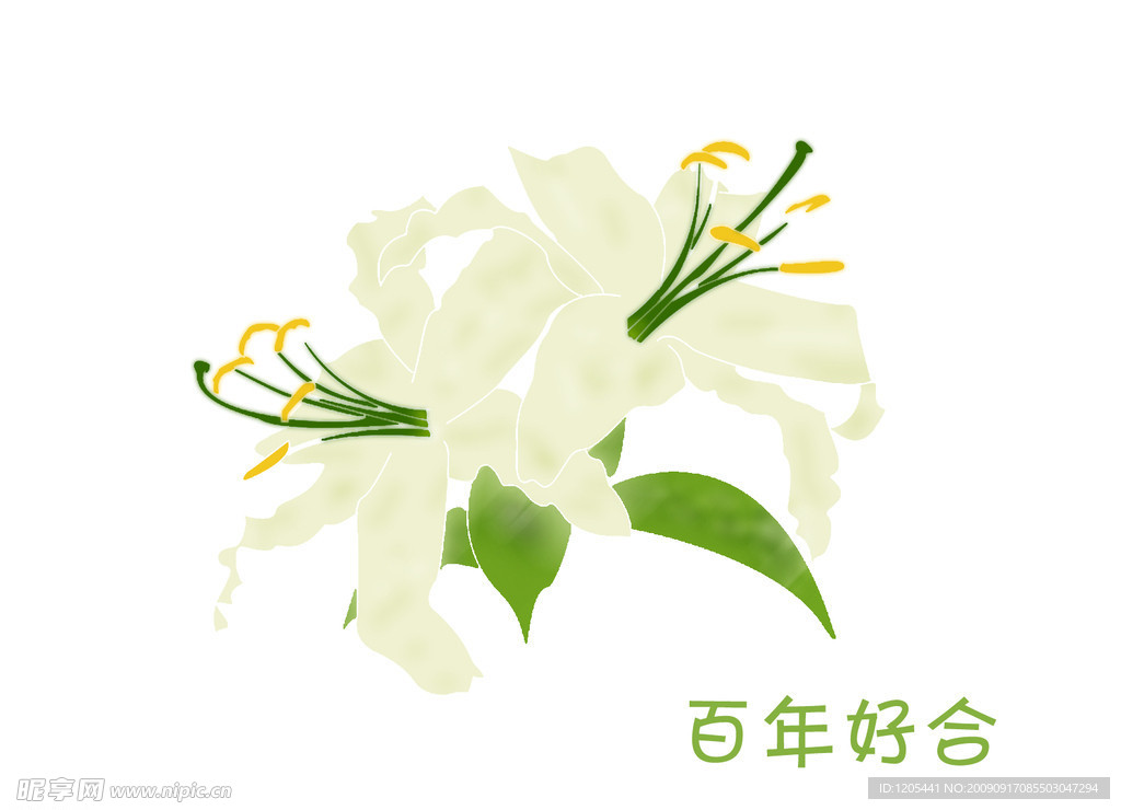 手绘百合