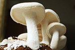 椎茸 香蕈