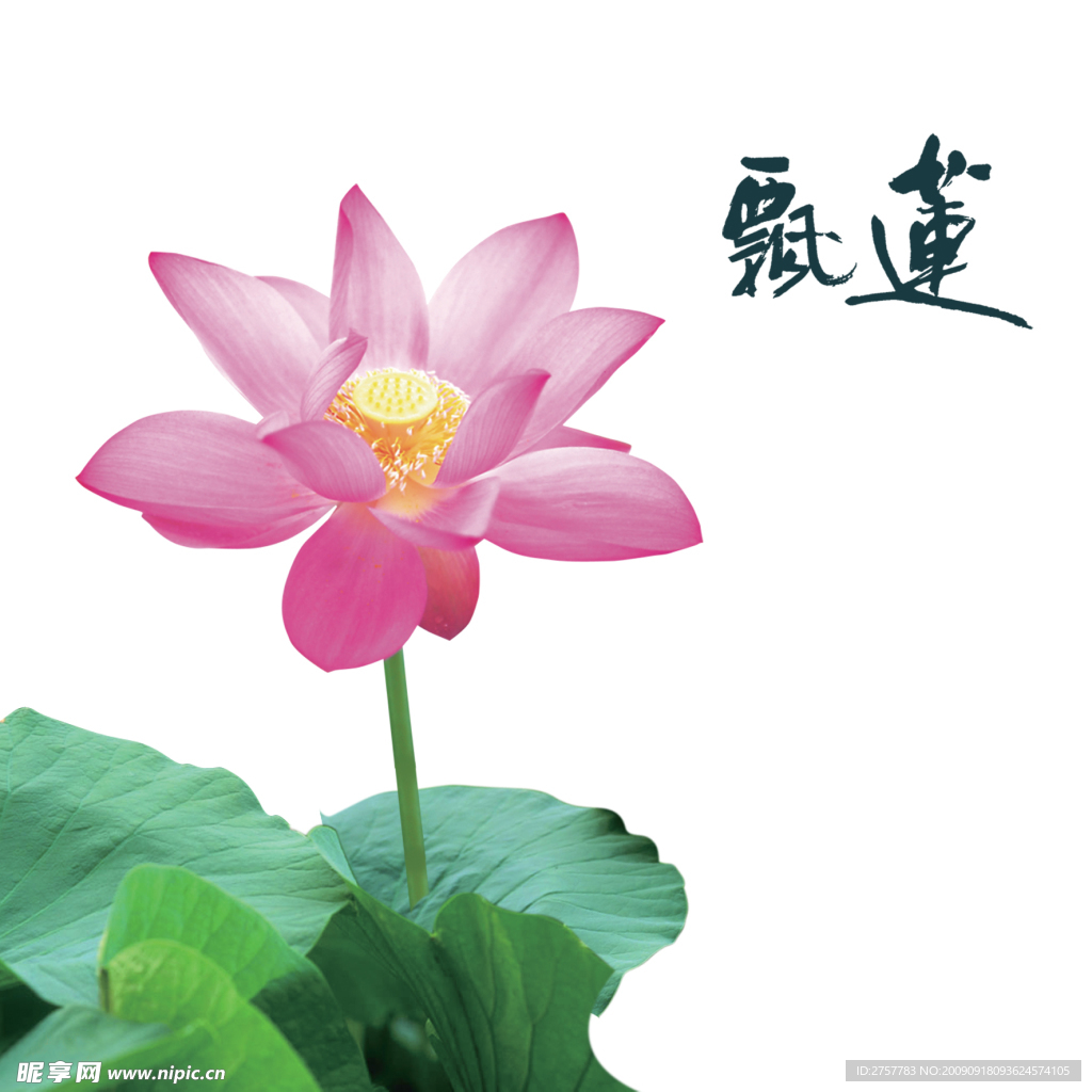 荷花