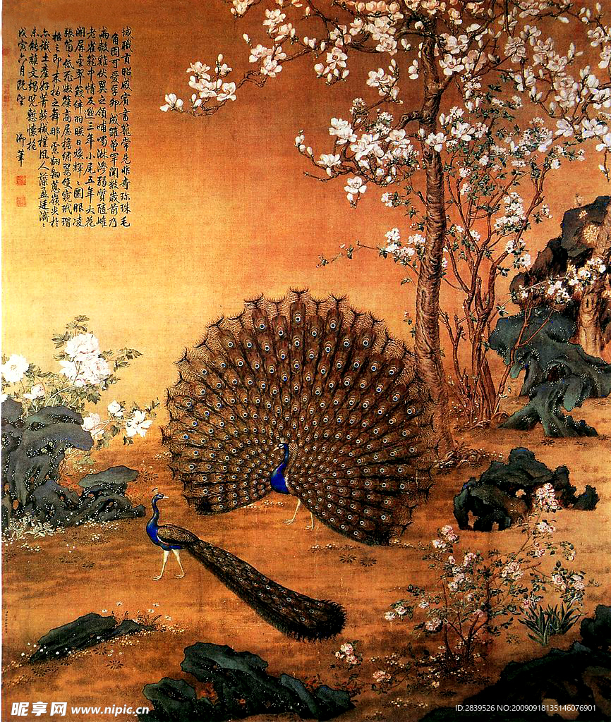 国画孔雀开屏