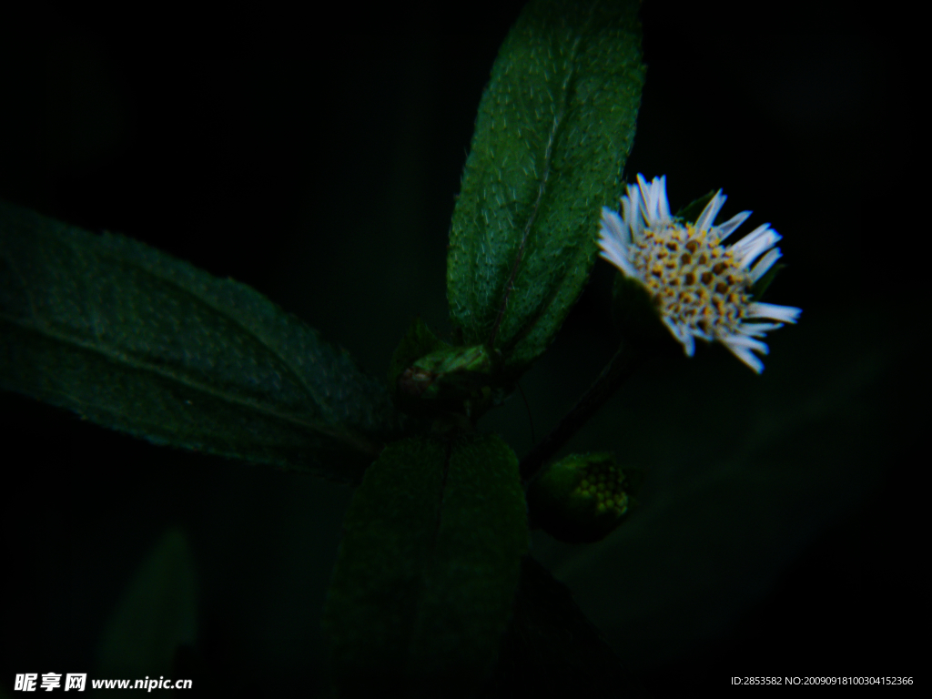 野菊花