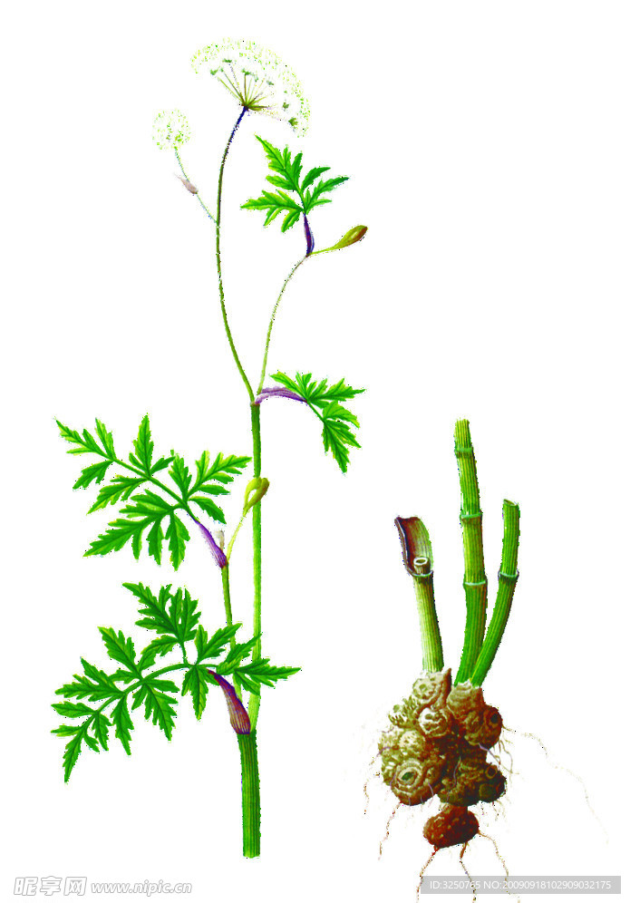 中草药