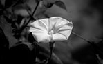 牵牛花