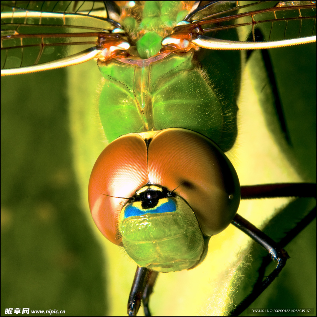 蜻蜓