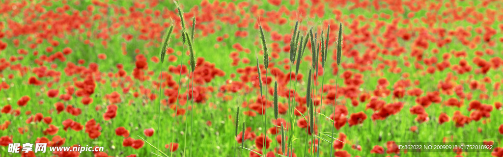 超大宽屏花草