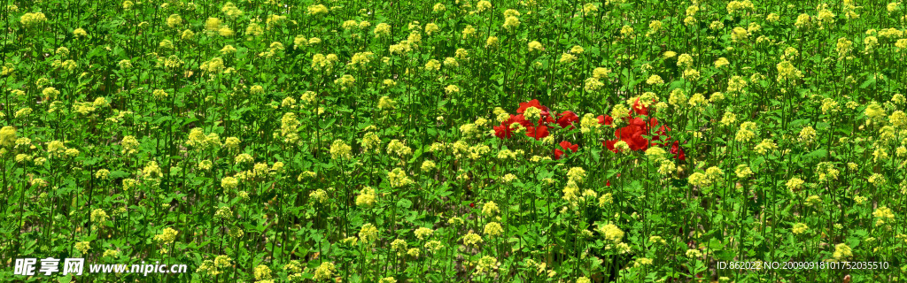 超大宽屏花草