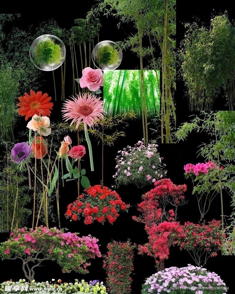竹花大集合