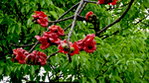 花 红梅花 英雄花