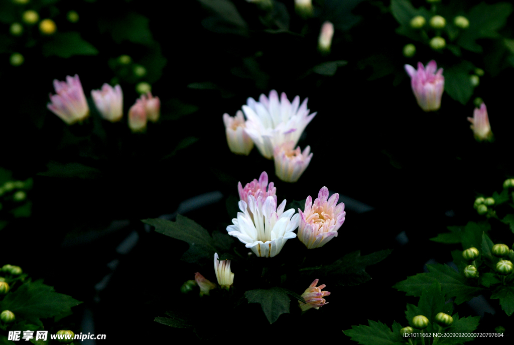 菊花