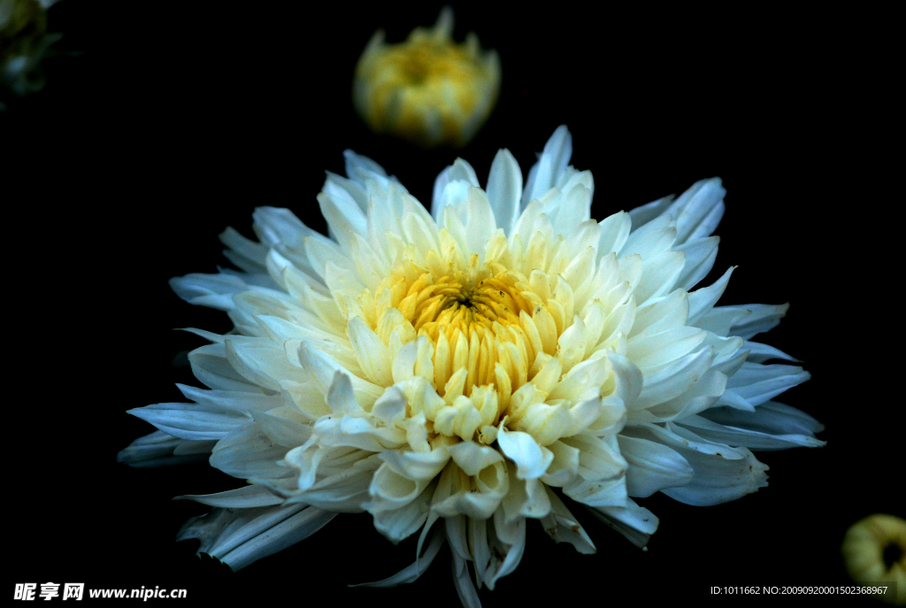 菊花