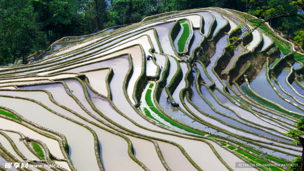龙脊梯田