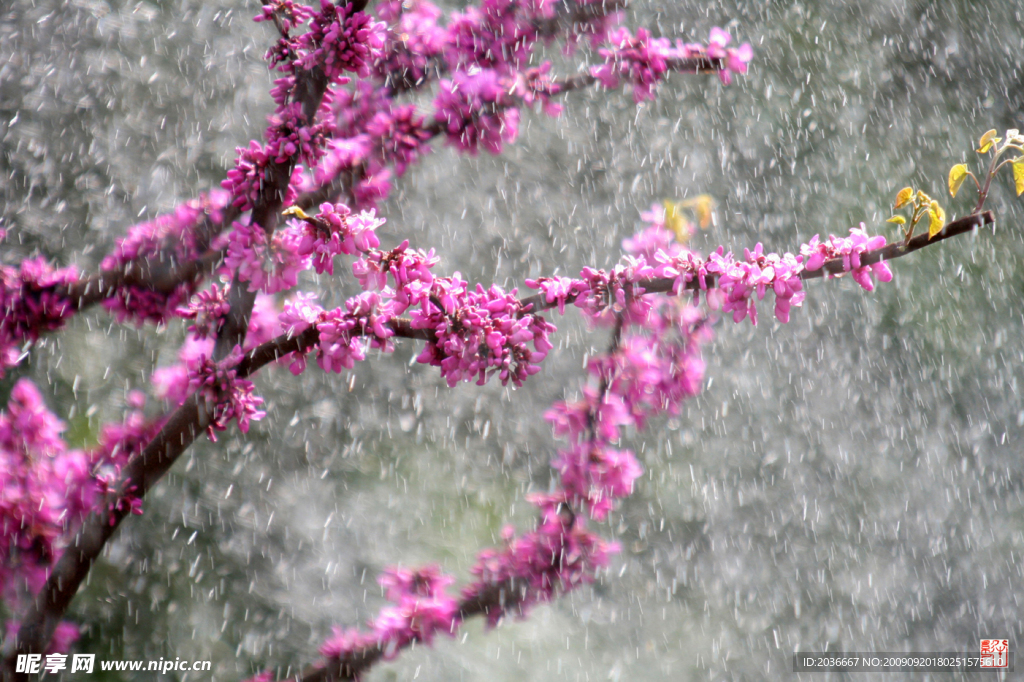 桃花雪