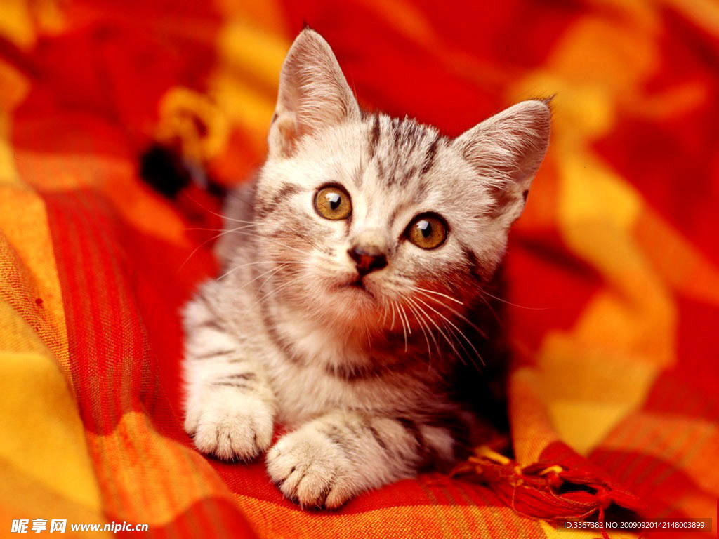 小猫