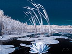 雪中莲花