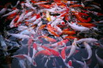 锦鲤鱼