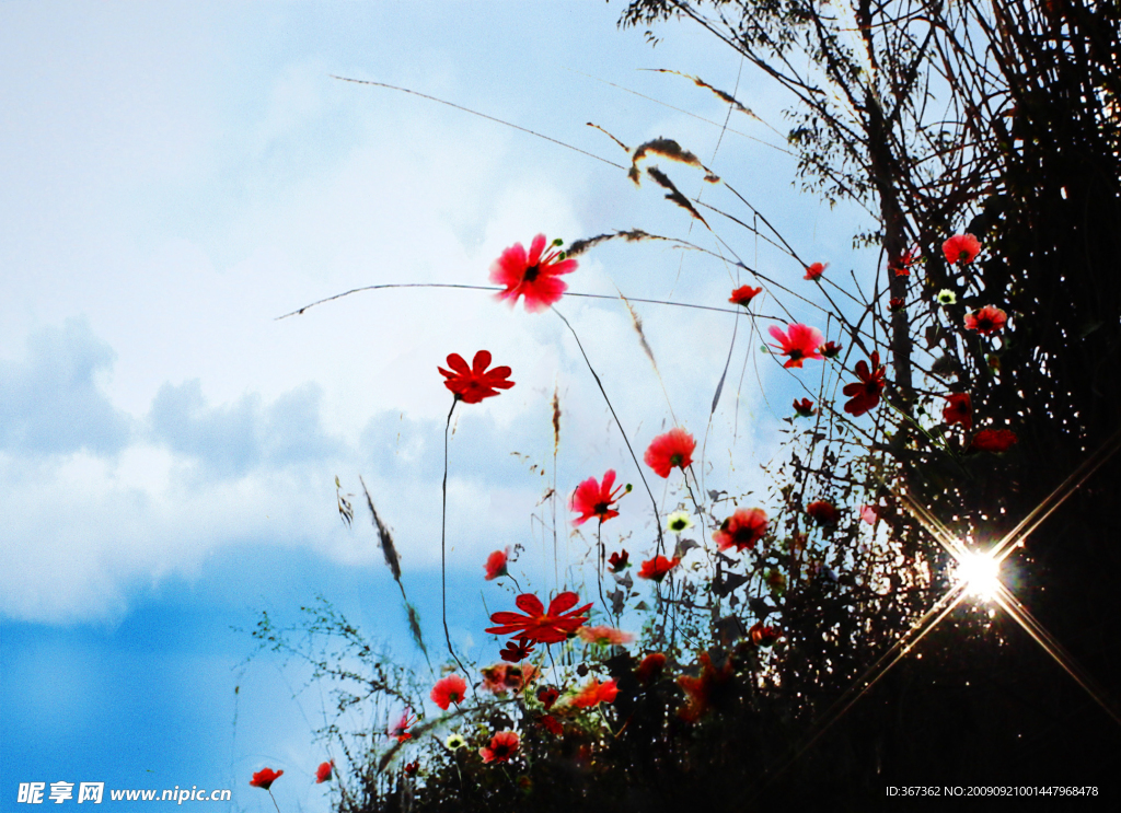 背景素材《小花背景》