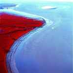 红海滩