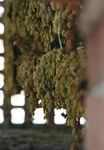 新疆葡萄干