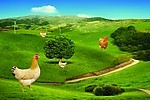 养鸡场