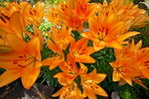 百合花