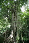 海南热带原始雨林树根