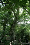 海南热带原始雨林
