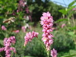 野花与野花